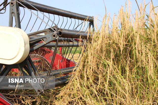برداشت مکانیزه برنج در بندرانزلی