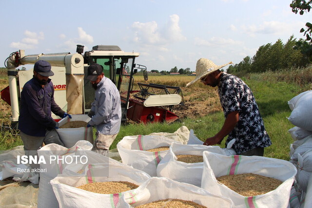برنج در بازارها قدکشید!