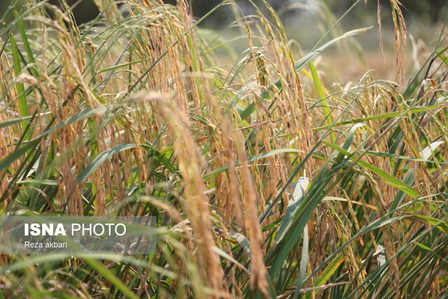 برداشت مکانیزه برنج در بندرانزلی