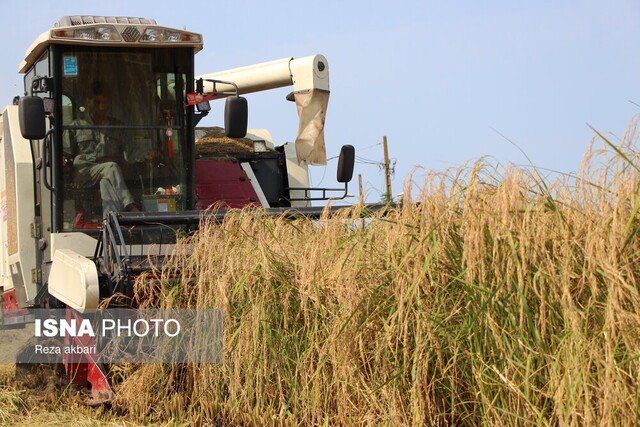 برداشت مکانیزه برنج در بندرانزلی