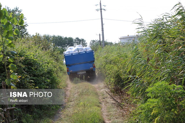 برداشت مکانیزه برنج در بندرانزلی