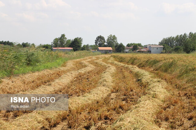 برداشت مکانیزه برنج در بندرانزلی