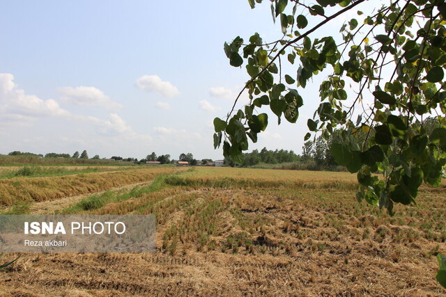 برداشت مکانیزه برنج در بندرانزلی