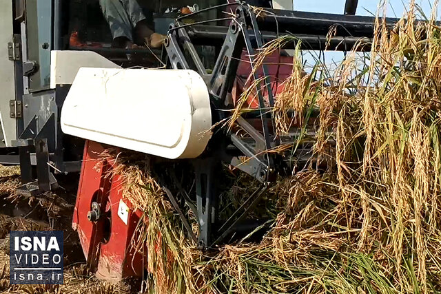 ویدیو / برداشت مکانیزه برنج در بندر انزلی ویدیو / برداشت مکانیزه برنج در بندر انزلی