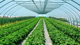 ۶۰ هکتار از گلخانه‌های استان در همدان است