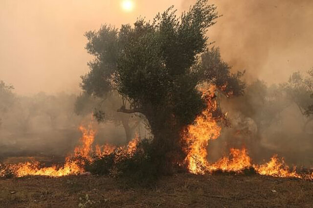 عکس تزئینی است حریق جنگلی به ترکیه رسید/ بیش از ۱۰۰۰ نفر تخلیه شدند