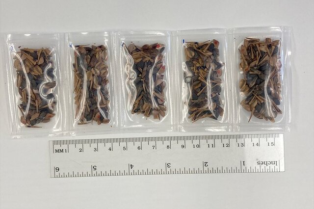 درختان ماه روی زمین کاشته میشوند