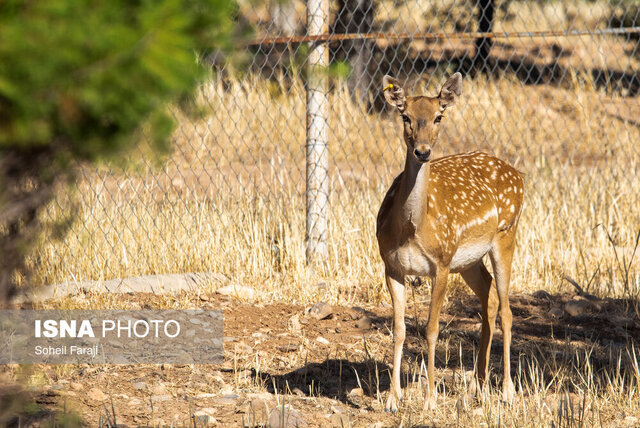 انتقال گوزن زرد ایرانی از پارک ملی دریاچه ارومیه به سایت کرمان صحت ندارد