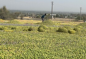 آغاز برداشت۷۰ هکتار لیمو ترش از باغات شهرستان فنوج