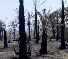 بیش از ۸۰۰ نفر نخل در ناهوک سراوان در آتش سوخت