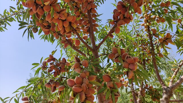 تولید بیش از یک هزار تُن بادام در بروجرد