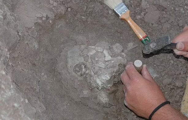 اجداد انسان اولین بار در اروپا ظاهر شدند