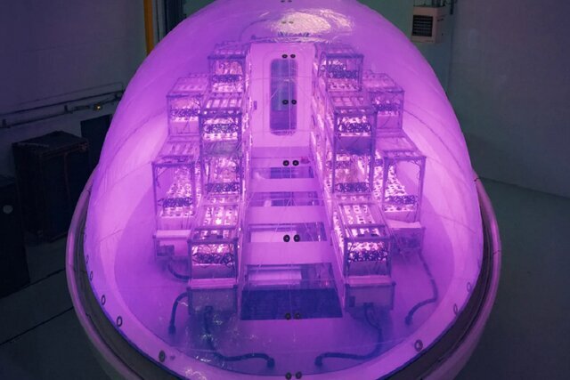 عکس تزئینی است تأمین غذای فضانوردان؛انگیزه پیدایش سیستمهای نوین کشاورزی/ضرورت حرکت ایران به سمت کشاورزی نوین