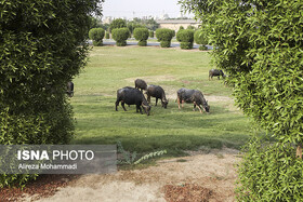 جای خالی کارخانجات تبدیلی لبنی در کنار مزارع گاومیش ‌داران/کشورهای همسایه متقاضی هستند