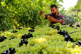برداشت انگور در روستای «بیاره» شهرستان دنا