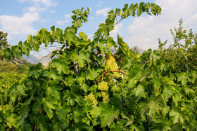 برداشت انگور در روستای «بیاره» شهرستان دنا