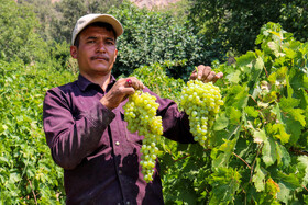 برداشت انگور در روستای «بیاره» شهرستان دنا