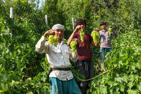 برداشت انگور در روستای «بیاره» شهرستان دنا