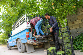 برداشت انگور در روستای «بیاره» شهرستان دنا