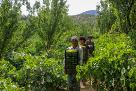 برداشت انگور در روستای «بیاره» شهرستان دنا