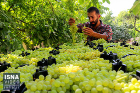 ویدیو / برداشت انگور در روستای «بیاره»