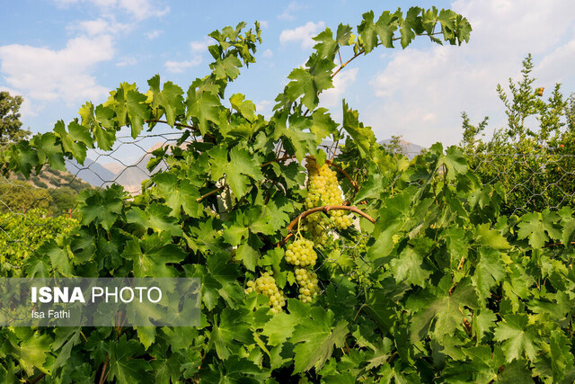 عکس تزئینی ست دستگیری سارق باغ های انگور در شاهرود