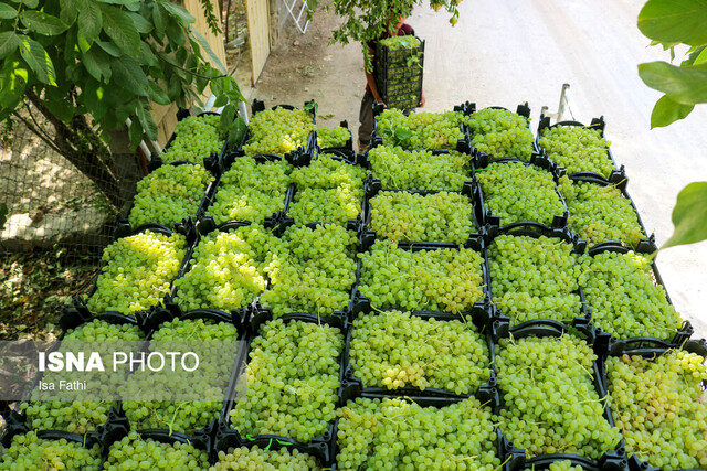 دستهای خسته تاکداران ابهر و رؤیای ناتمام حل مشکلات