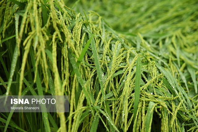 ۶۰ هزار هکتار از شالیزارهای گیلان آماده پرورش بهترین برنج کشور