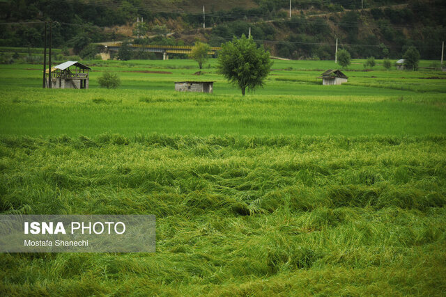 ۶۰ هزار هکتار از شالیزارهای گیلان آماده پرورش بهترین برنج کشور