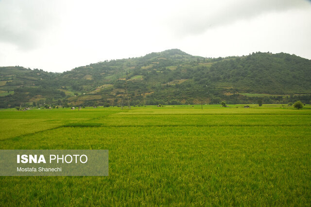 ۶۰ هزار هکتار از شالیزارهای گیلان آماده پرورش بهترین برنج کشور