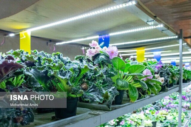 صادرات گیاهان زینتی گیلان به آسیای میانه