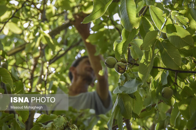 آغاز برداشت نوبرانه گردو در گیلان