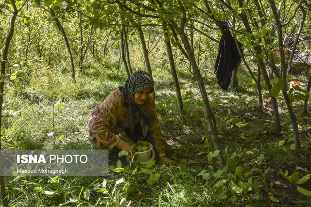 آغاز برداشت نوبرانه گردو در گیلان