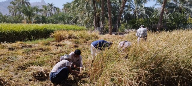 برداشت برنج ۳۰ هکتار از اراضی شهرستان فنوج