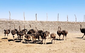 تلاش برای احیاء پرورش صنعت شتر مرغ در زاهدان