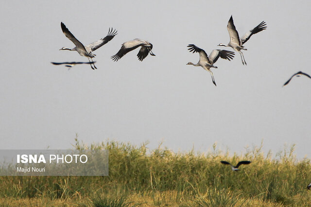 میقان نیازمند آب و توجهات ویژه