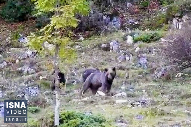 ویدیو / گشت‌زنی خرس مادر و توله‌هایی که امسال به دنیا آمدند