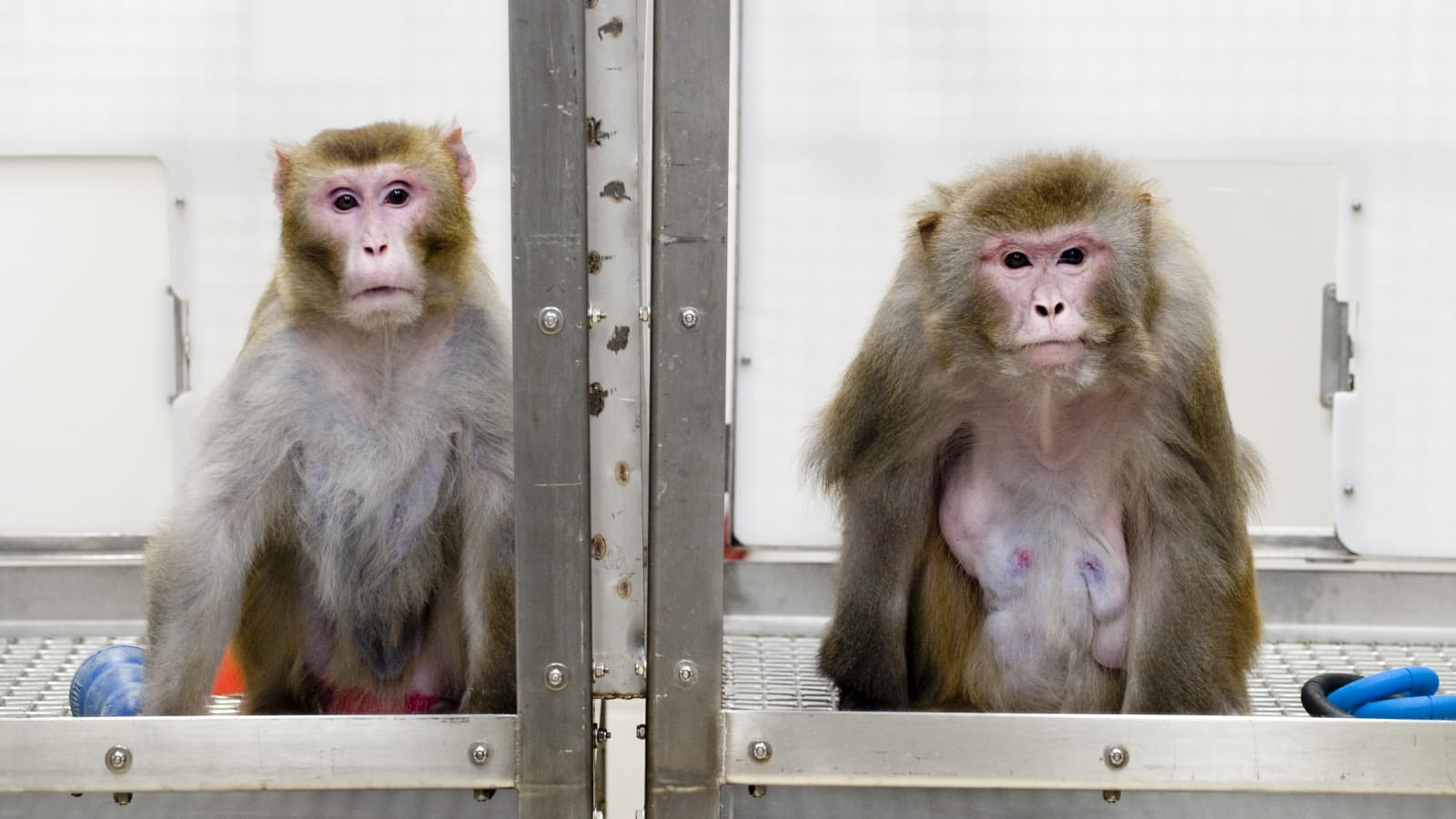 راه درازی که «نورالینک» از آغاز تا به امروز طی کرد