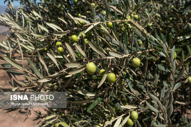 مبارزه با مگس زیتون در ۴۵۰۰ هکتار از باغات قزوین مبارزه با مگس زیتون در ۴۵۰۰ هکتار از باغات قزوین