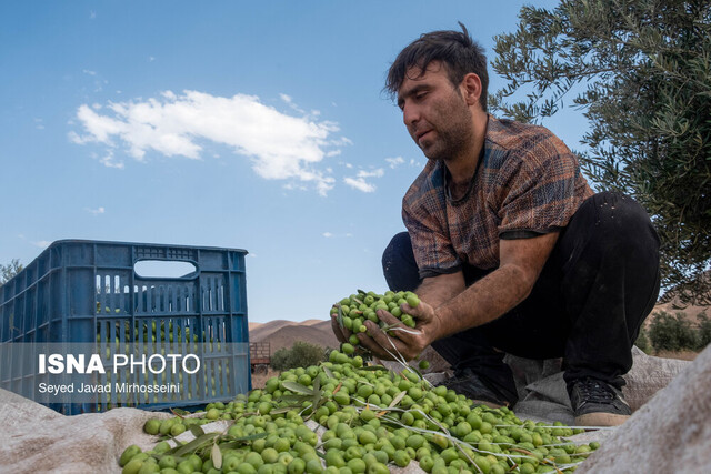 برداشت زیتون سبز از ۳۵ درصد باغات گیلان برداشت زیتون سبز از ۳۵ درصد باغات گیلان
