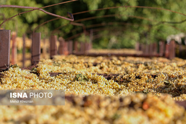 تولید کشمش و رنجی که هرگز گنج نمیشود