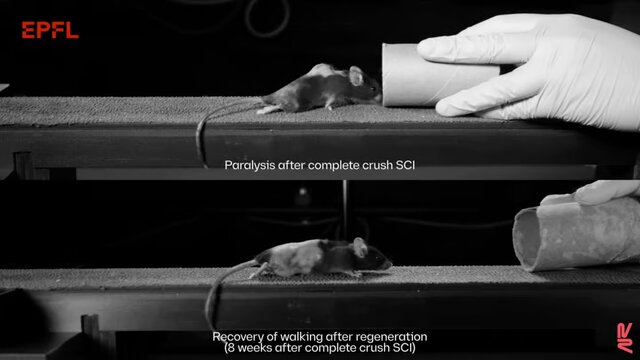 موشهای فلج با کمک یک روش ژندرمانی جدید دوباره راه رفتند