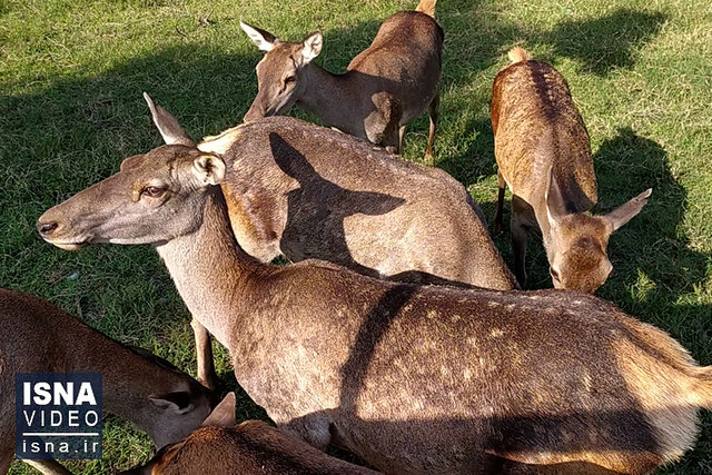 ویدیو/ «مرالهای ایرانی» پناهگاه حیاتوحش آستارا ویدیو/ «مرالهای ایرانی» پناهگاه حیاتوحش آستارا