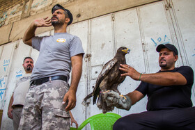 به دلیل عدم نظارت و وقوانین ضعیف محیط زیستی در کشور عراق، خرید و فروش پرندگان شکاری مهاجر و عبوری از کشور عراق در این بازار آزاد است.
