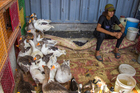 خروس، غاز و مرغابیی‌های مهاجر در این بازار فراوان دیده می‌شود. پرندگان مهاجر مانند انواع مرغابیی‌ها توسط شکارچیان در تالاب‌ها و زیستگاه‌های استان‌های «واسط» و «میسان» به دام افتاده و در این بازار عرضه می‌شوند.