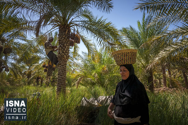 ویدیو / با گذشت خرماپزان، نوبت برداشت شد ویدیو / با گذشت خرماپزان، نوبت برداشت شد