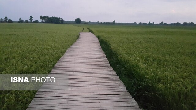 کارآفرینی با رویای کودکی/ خانه درختی خانواده دکتر ارنست در "دهنه سر شیجان"