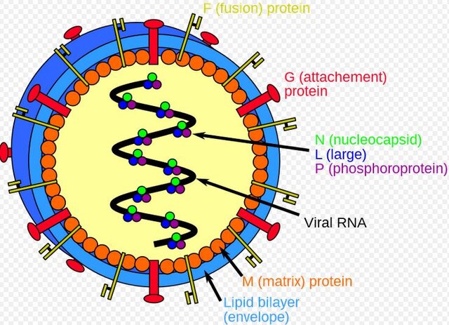ویروسی با پتانسیل همهگیری