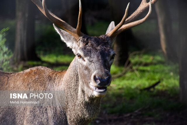 جزیرهای شدن زیستگاهها؛ زنگ خطر جدی برای تنوع ژنتیکی یکسان پستانداران بزرگ جثه گیلان