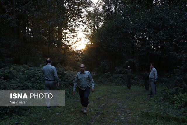 فصل گاوبانگی در زیستگاه های هیرکانی